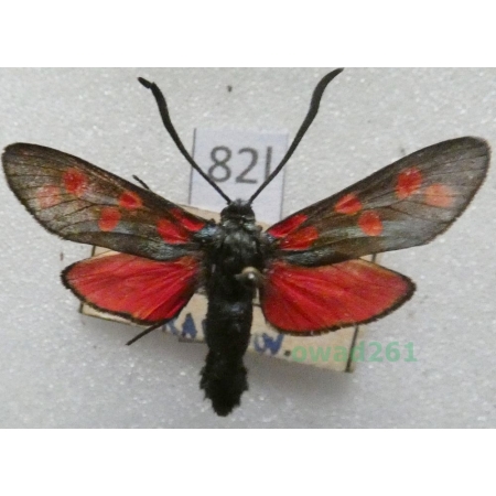 Zygaena filipendulae (Linnaeus, 1758) Czech82l
